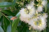 Gum_blossoms_3.jpg